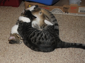 [picture of Armando, a Domestic Short Hair tabby/white cat]