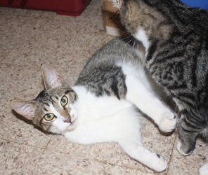 [picture of Armando, a Domestic Short Hair tabby/white cat]
