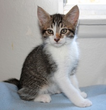 [picture of Armando, a Domestic Short Hair tabby/white cat]