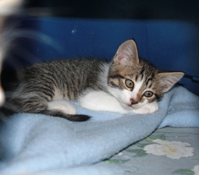 [picture of Armando, a Domestic Short Hair tabby/white cat]