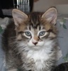 A picture of #AB00337: Adrian a Domestic Medium Hair tabby/white