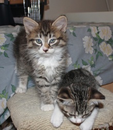 [another picture of Adrian, a Domestic Medium Hair tabby/white\ cat] 