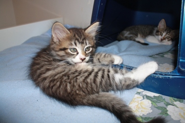 [picture of Adrian, a Domestic Medium Hair tabby/white cat]