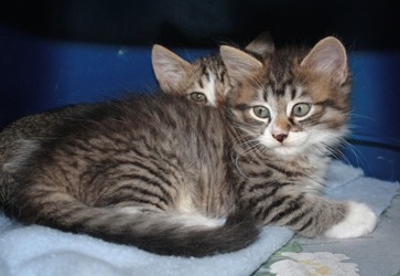 [picture of Adrian, a Domestic Medium Hair tabby/white cat]