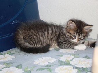 [picture of Adrian, a Domestic Medium Hair tabby/white cat]