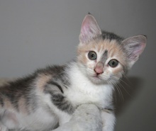 [another picture of Aurelia, a Domestic Short Hair dilute calico tabby\ cat] 