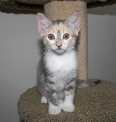 dilute calico tabby tail