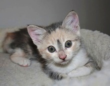 [picture of Aurelia, a Domestic Short Hair dilute calico tabby\ cat] 