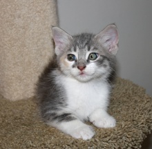 [another picture of Amanda, a Domestic Short Hair dilute calico\ cat] 