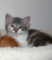 [picture of Amanda, a Domestic Short Hair dilute calico cat]
