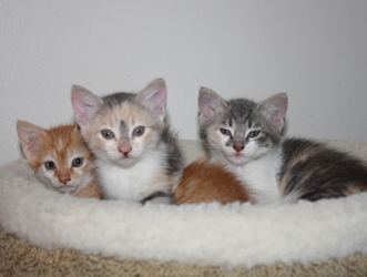 [picture of Amanda, a Domestic Short Hair dilute calico cat]