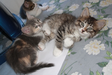 [picture of Amanda, a Domestic Short Hair dilute calico cat]