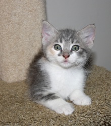 [picture of Amanda, a Domestic Short Hair dilute calico\ cat] 