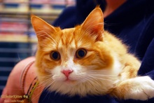 [another picture of Jackson, a Domestic Medium Hair orange tabby/white\ cat] 