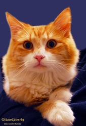 [picture of Jackson, a Domestic Medium Hair orange tabby/white cat]