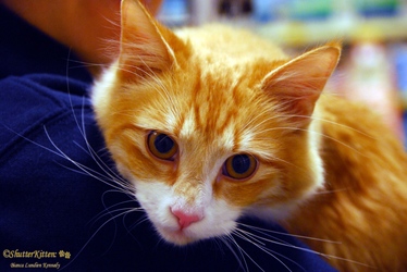 [picture of Jackson, a Domestic Medium Hair orange tabby/white cat]