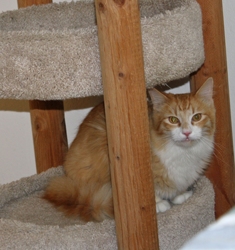 [picture of Jackson, a Domestic Medium Hair orange tabby/white cat]