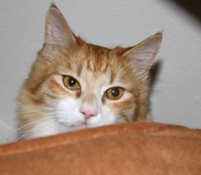 [picture of Jackson, a Domestic Medium Hair orange tabby/white cat]