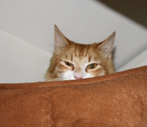 [picture of Jackson, a Domestic Medium Hair orange tabby/white cat]