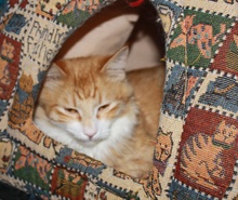 [picture of Jackson, a Domestic Medium Hair orange tabby/white cat]