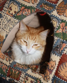 [picture of Jackson, a Domestic Medium Hair orange tabby/white cat]