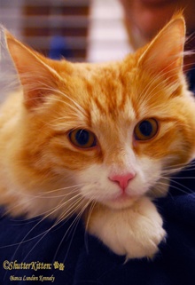[picture of Jackson, a Domestic Medium Hair orange tabby/white\ cat] 