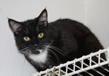 [another picture of Anthony, a Domestic Short Hair black/white\ cat] 
