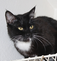 [picture of Anthony, a Domestic Short Hair black/white cat]