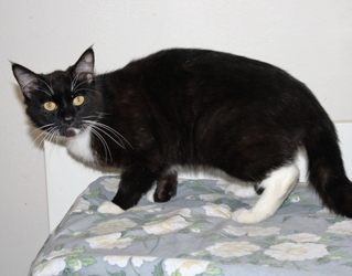 [picture of Anthony, a Domestic Short Hair black/white cat]