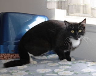 [picture of Anthony, a Domestic Short Hair black/white cat]