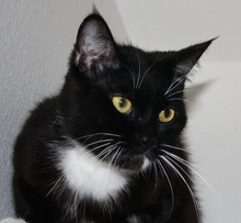 A picture of #AB00344: Anthony a Domestic Short Hair black/white