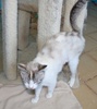 A picture of #AB00346: Mom a Siamese/Domestic Short Hair-x torbie point