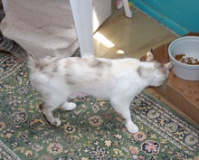 [another picture of Mom, a Siamese/Domestic Short Hair-x torbie point\ cat] 