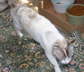 [picture of Mom, a Siamese/Domestic Short Hair-x torbie point cat]