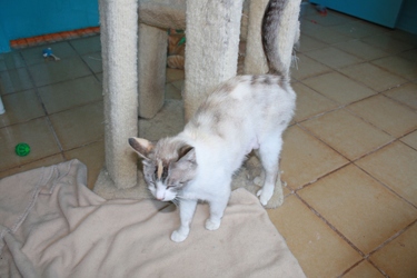 [picture of Mom, a Siamese/Domestic Short Hair-x torbie point cat]