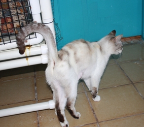 [picture of Mom, a Siamese/Domestic Short Hair-x torbie point cat]