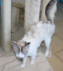 [picture of Mom, a Siamese/Domestic Short Hair-x torbie point\ cat] 