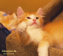 [another picture of Julius, a Domestic Long Hair orange tabby/white\ cat] 