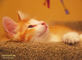[picture of Julius, a Domestic Long Hair orange tabby/white cat]