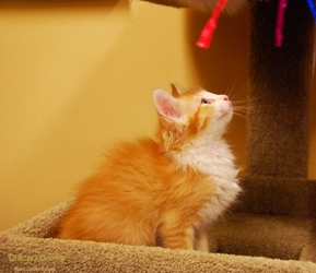 [picture of Julius, a Domestic Long Hair orange tabby/white cat]