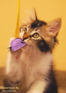 [another picture of Biscuit, a Domestic Long Hair brown tabby/white\ cat] 