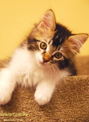 [picture of Biscuit, a Domestic Long Hair brown tabby/white cat]