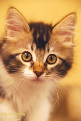 [picture of Biscuit, a Domestic Long Hair brown tabby/white cat]
