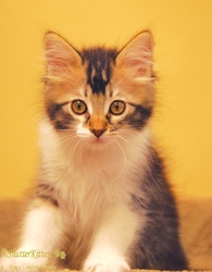[picture of Biscuit, a Domestic Long Hair brown tabby/white cat]
