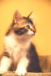 [picture of Biscuit, a Domestic Long Hair brown tabby/white cat]
