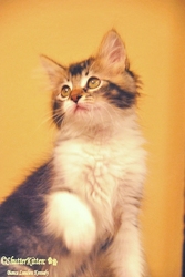 [picture of Biscuit, a Domestic Long Hair brown tabby/white cat]