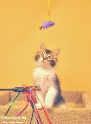 [picture of Biscuit, a Domestic Long Hair brown tabby/white cat]