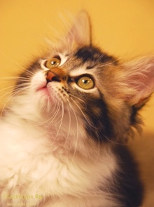[picture of Biscuit, a Domestic Long Hair brown tabby/white\ cat] 