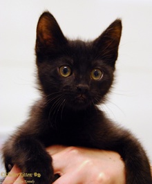 [another picture of Bilbo, a Domestic Medium Hair black\ cat] 