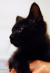 [picture of Bilbo, a Domestic Medium Hair black cat]